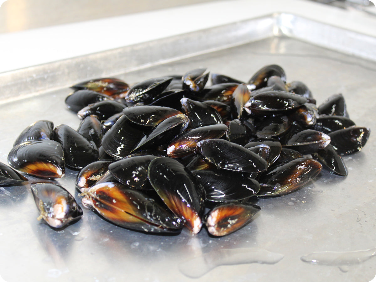 Pacific Blue Mussels (aquaculture, live) by the pound Big Alaska Seafood