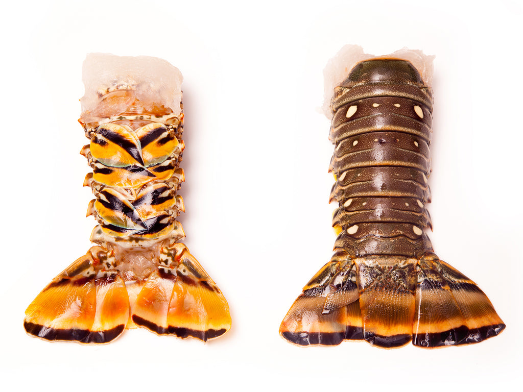 The tails of two Caribbean lobsters.