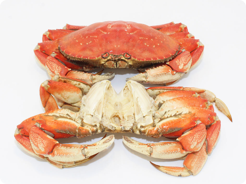 fresh whole-cooked dungeness crab