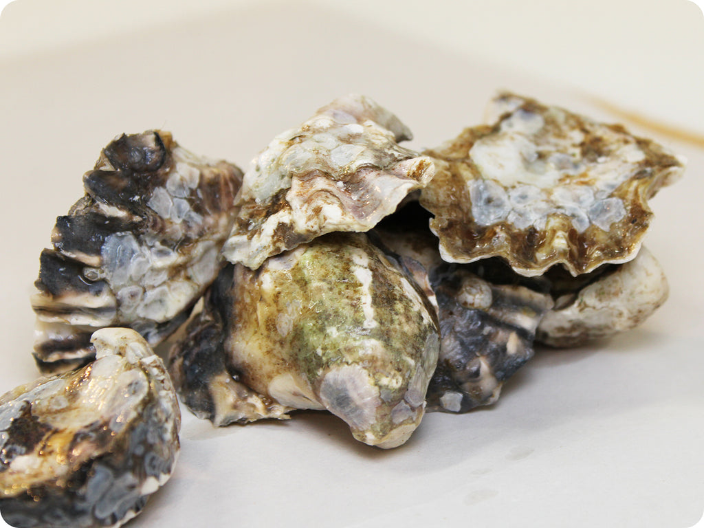 kumamoto oyster image close-up