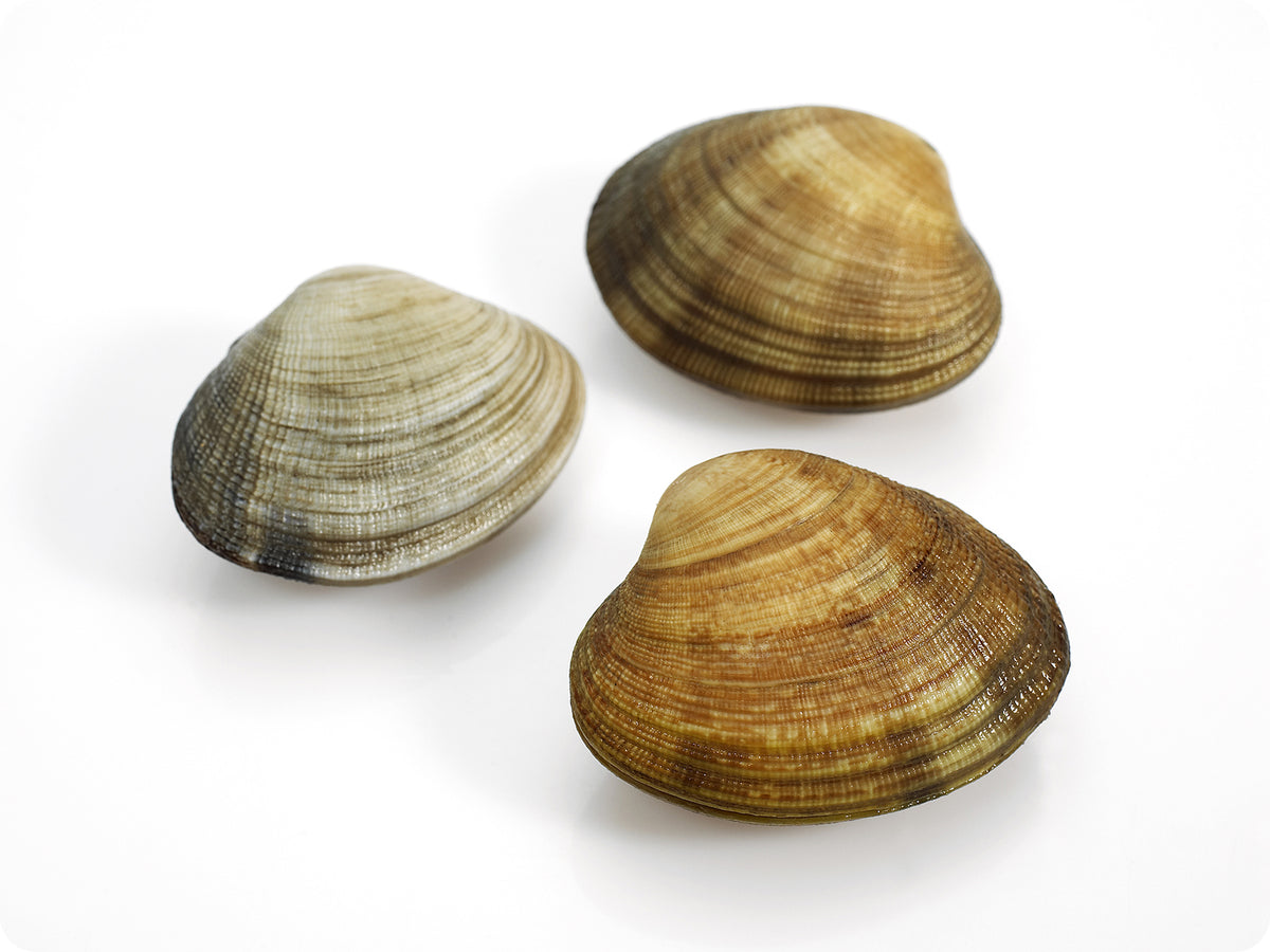 Live Manila Clams by the pound Big Alaska Seafood