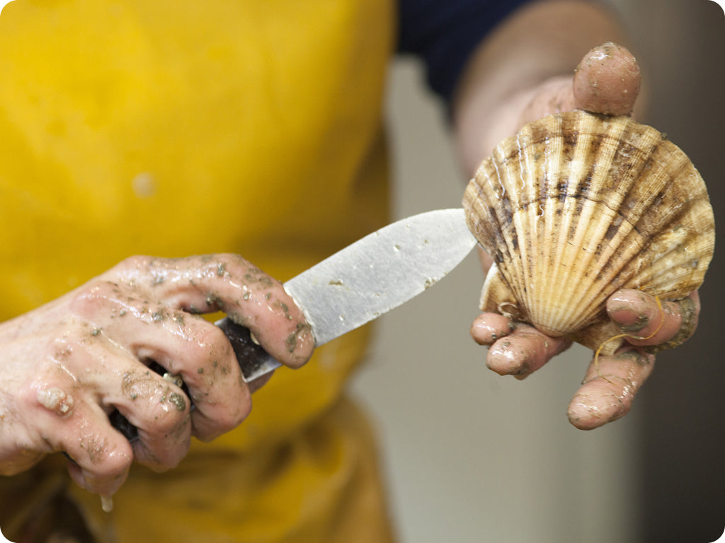 fresh jumbo sea scallops in shell