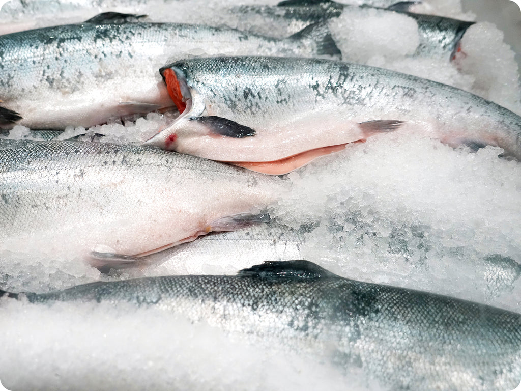 Whole coho salmon headed and gutted on ice.