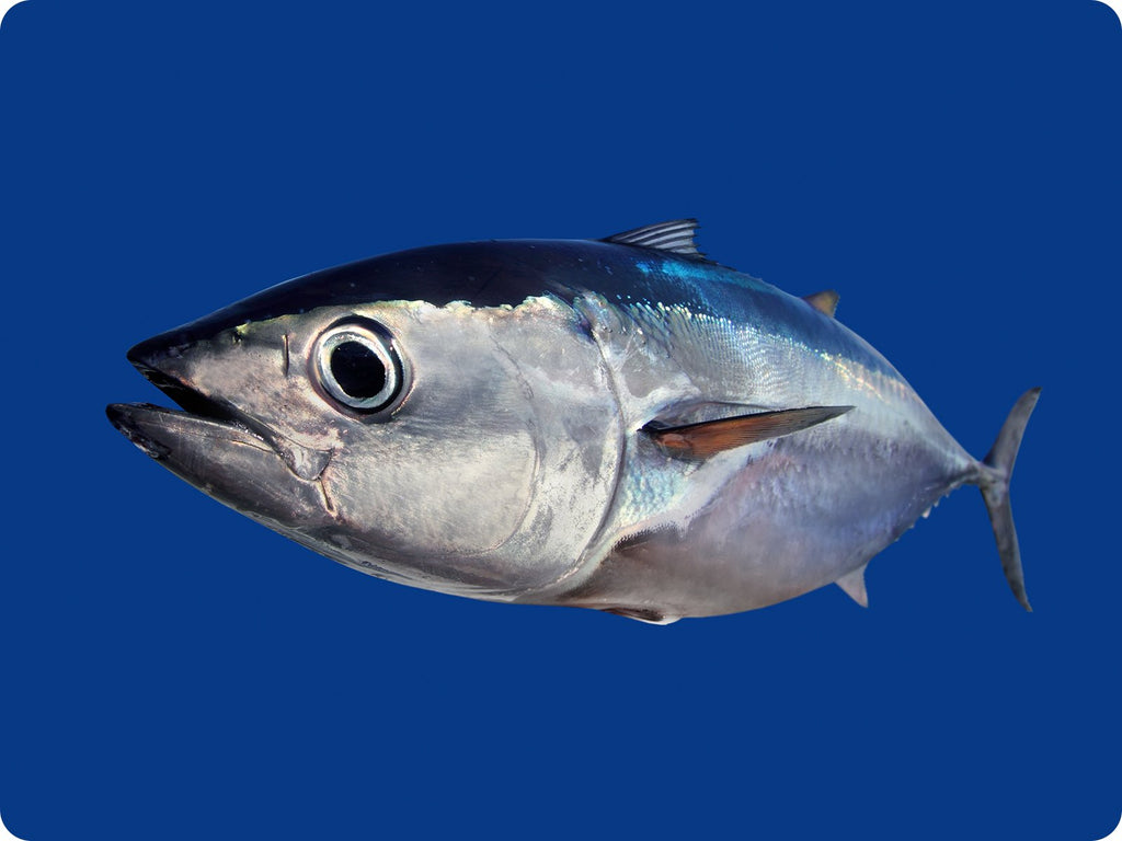 Fresh Tuna from Hawaii