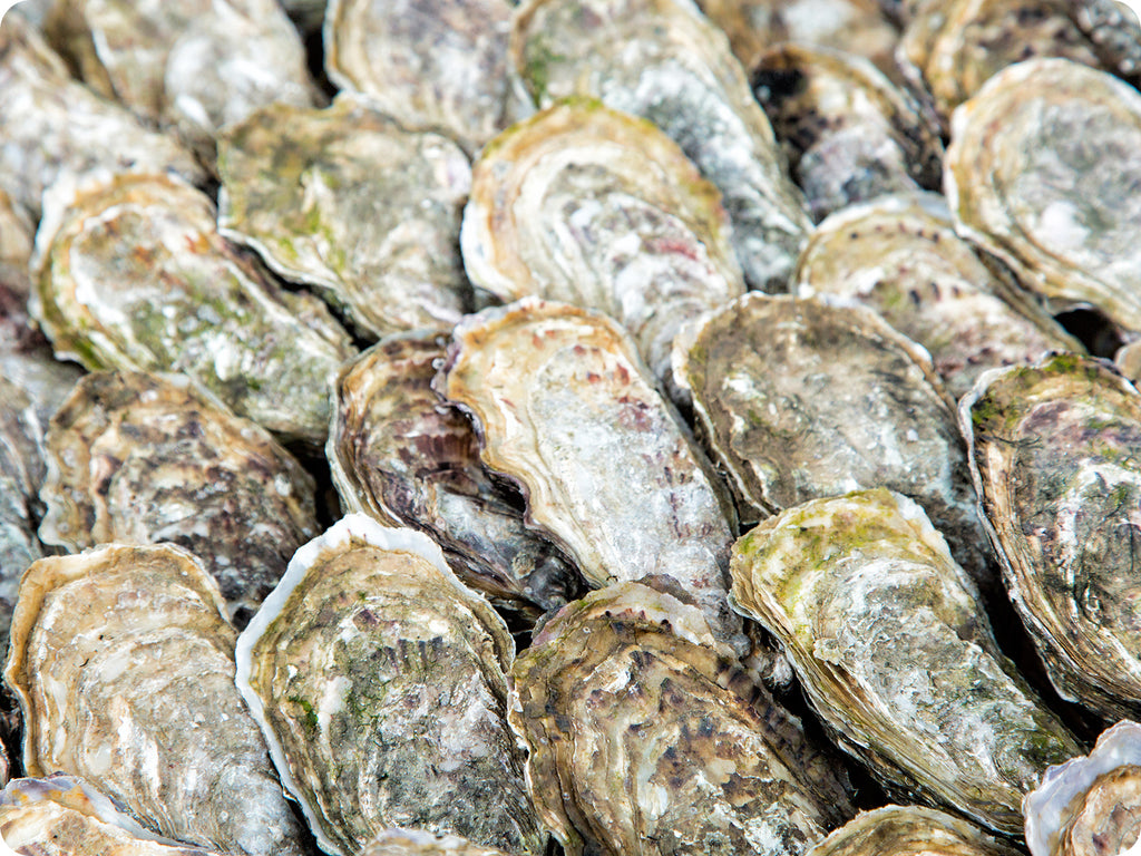 pacific oysters