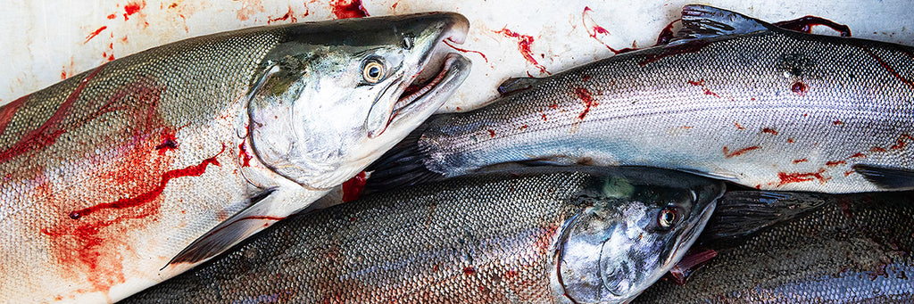 Fresh whole wild Salmon