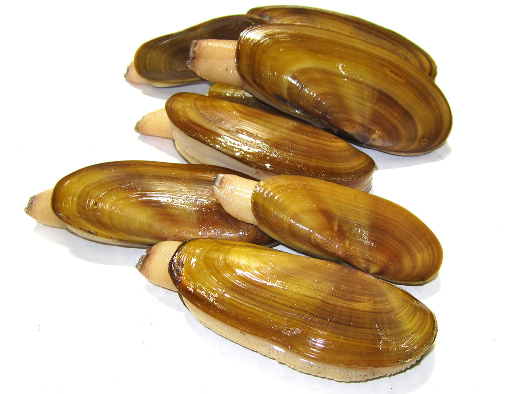 fresh local razor clams
