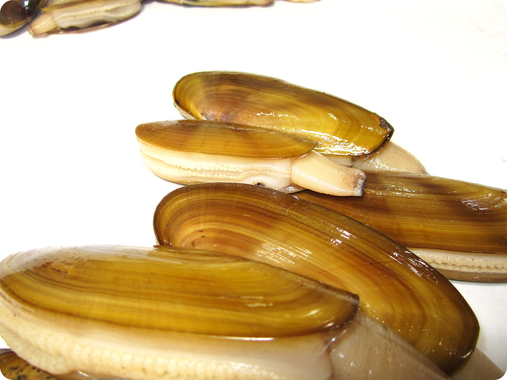 fresh local razor clams