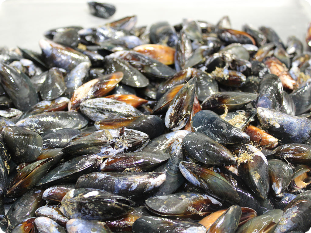 mediteranean mussels