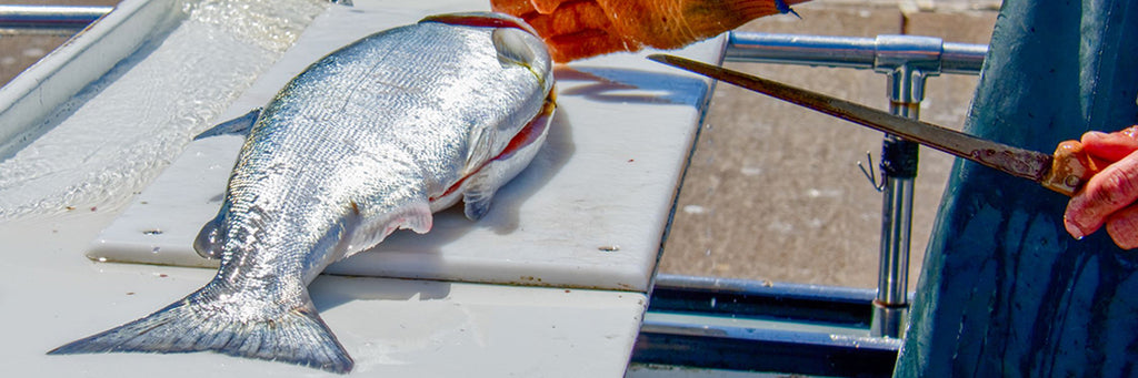 Wild King Salmon on a cutting board waiting to be filleted