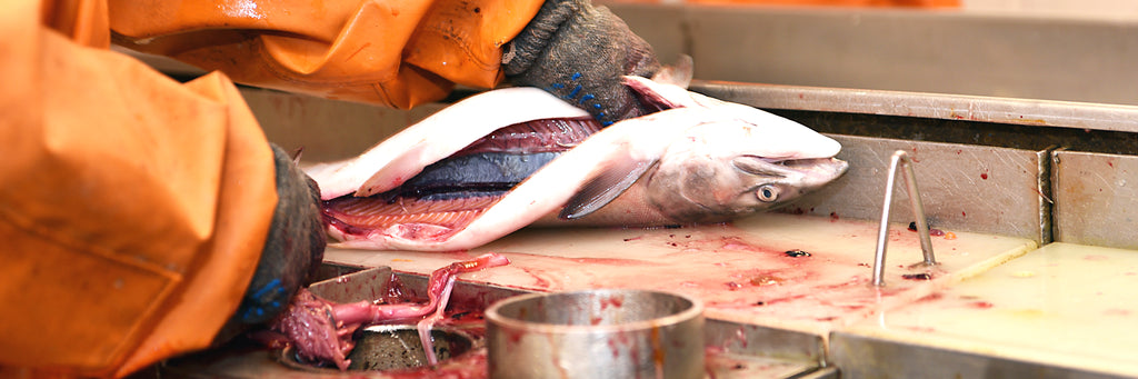 wild alaskan sockeye being filleted