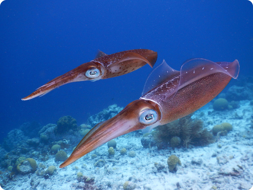 image of live squid in water