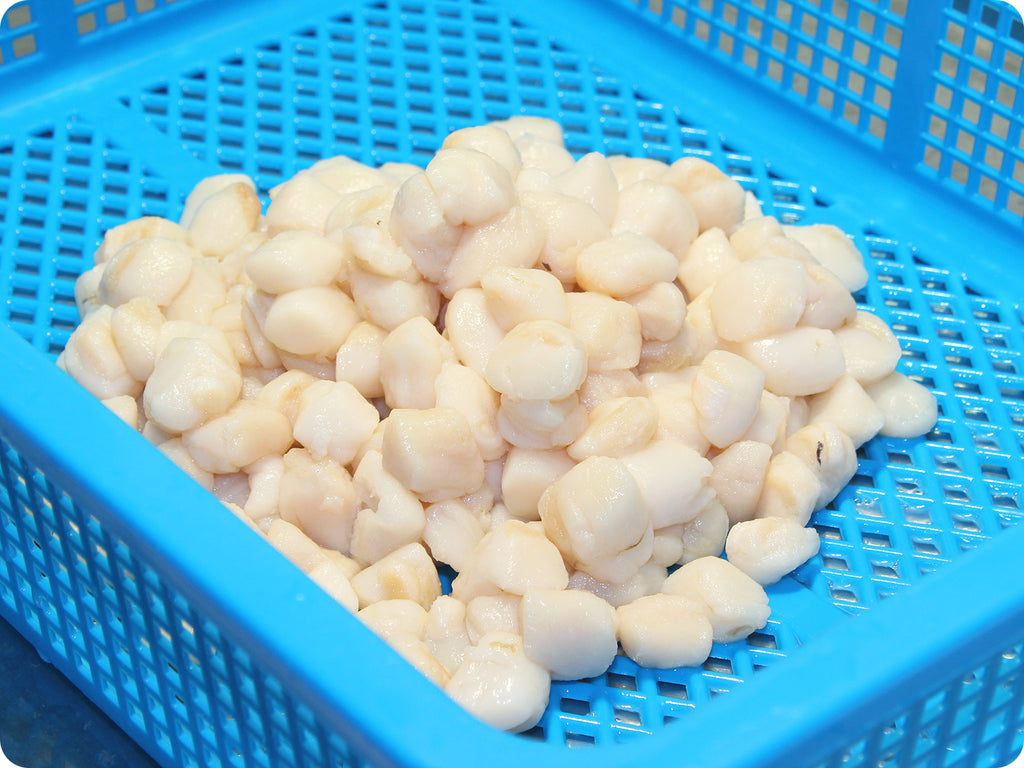 bay scallops in a blue strainer