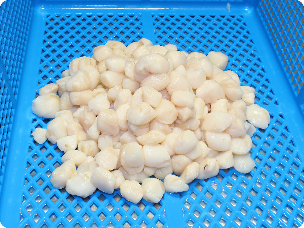 bay scallops in a blue strainer