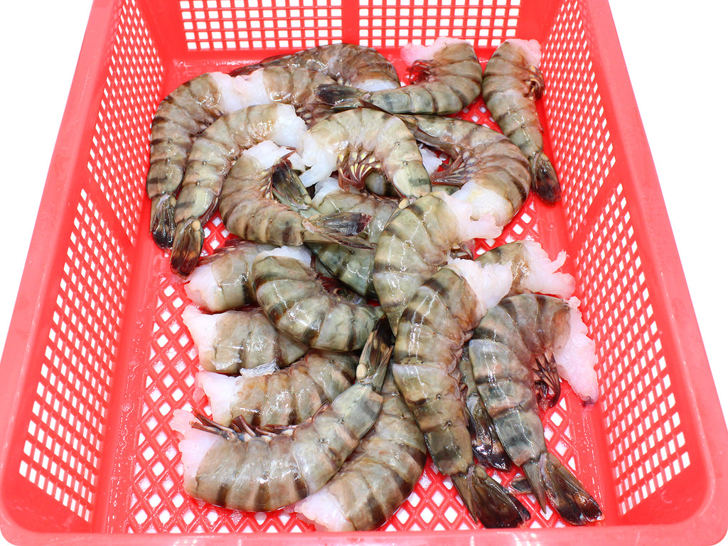 colossal black tiger shrimp raw