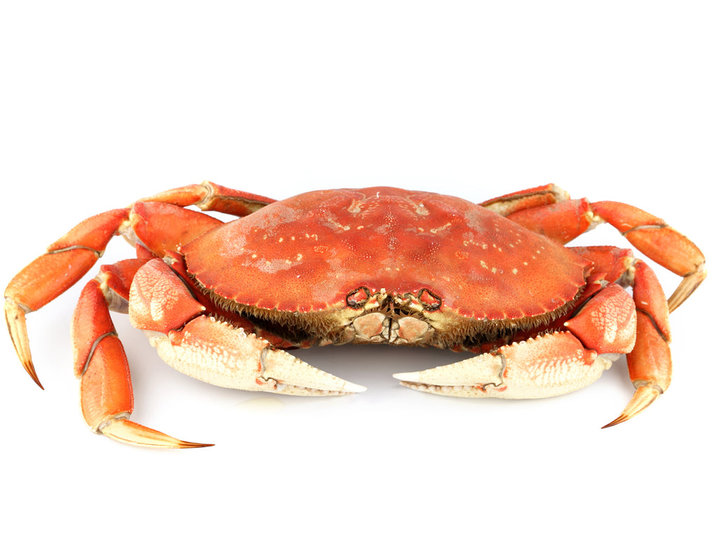 Fresh whole-cooked Dungeness Crab.