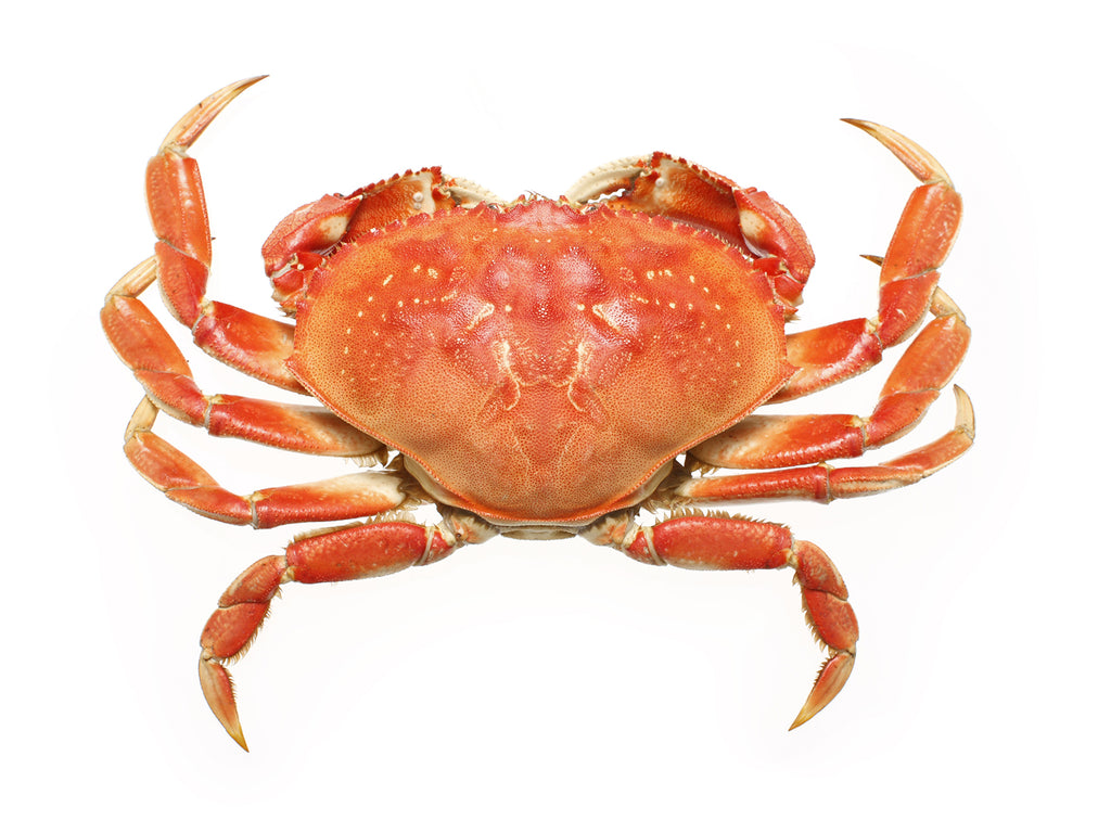 dungeness crab