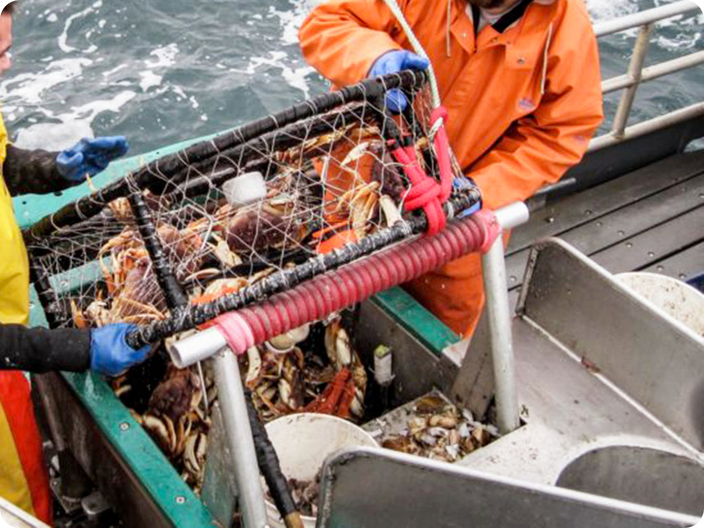Two fisher people unload a pot filled with Dungeness crab onto a fishing vessel.