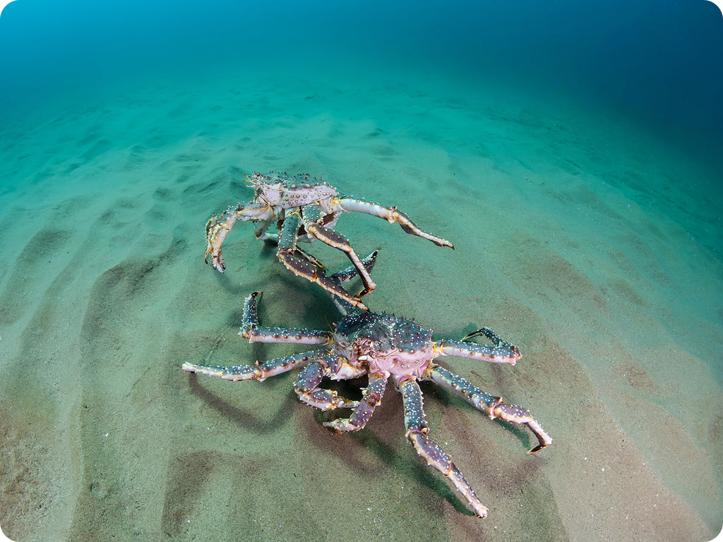 alaskan king crab underwater