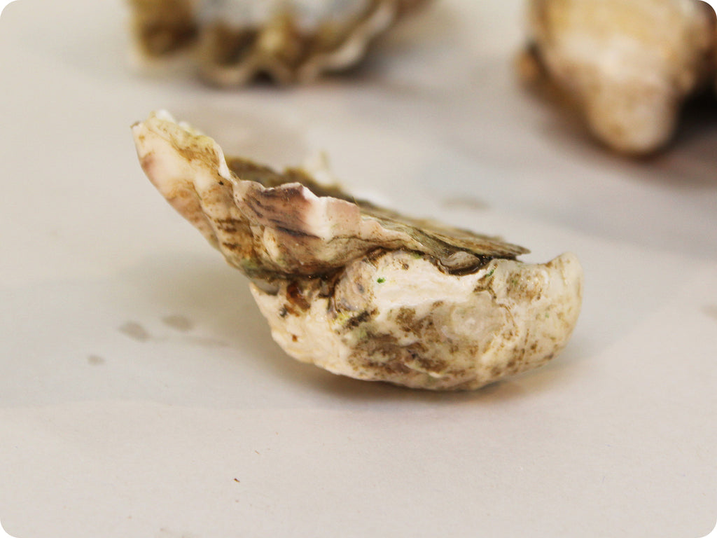 kumamoto oyster image close-up