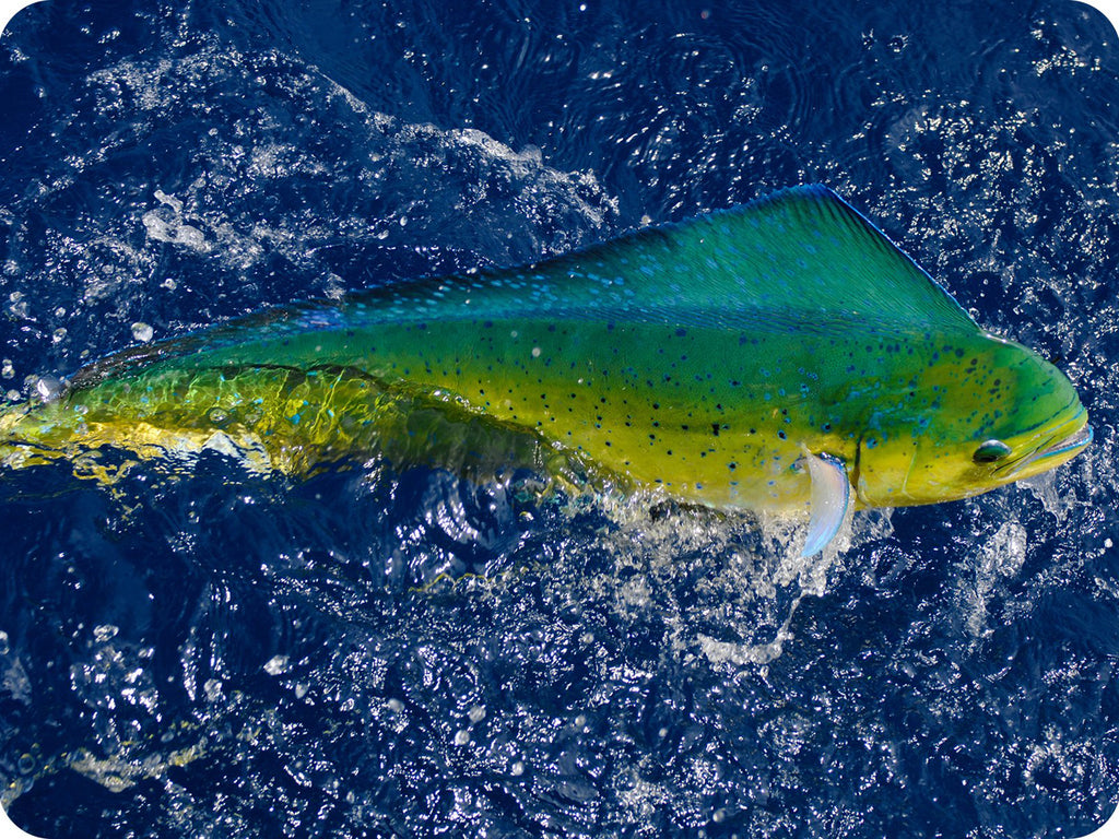 The beautiful gold sides, bright blues and greens on the back of a wild Mahi Mahi are dazzling  at it swims in the ocean waters.