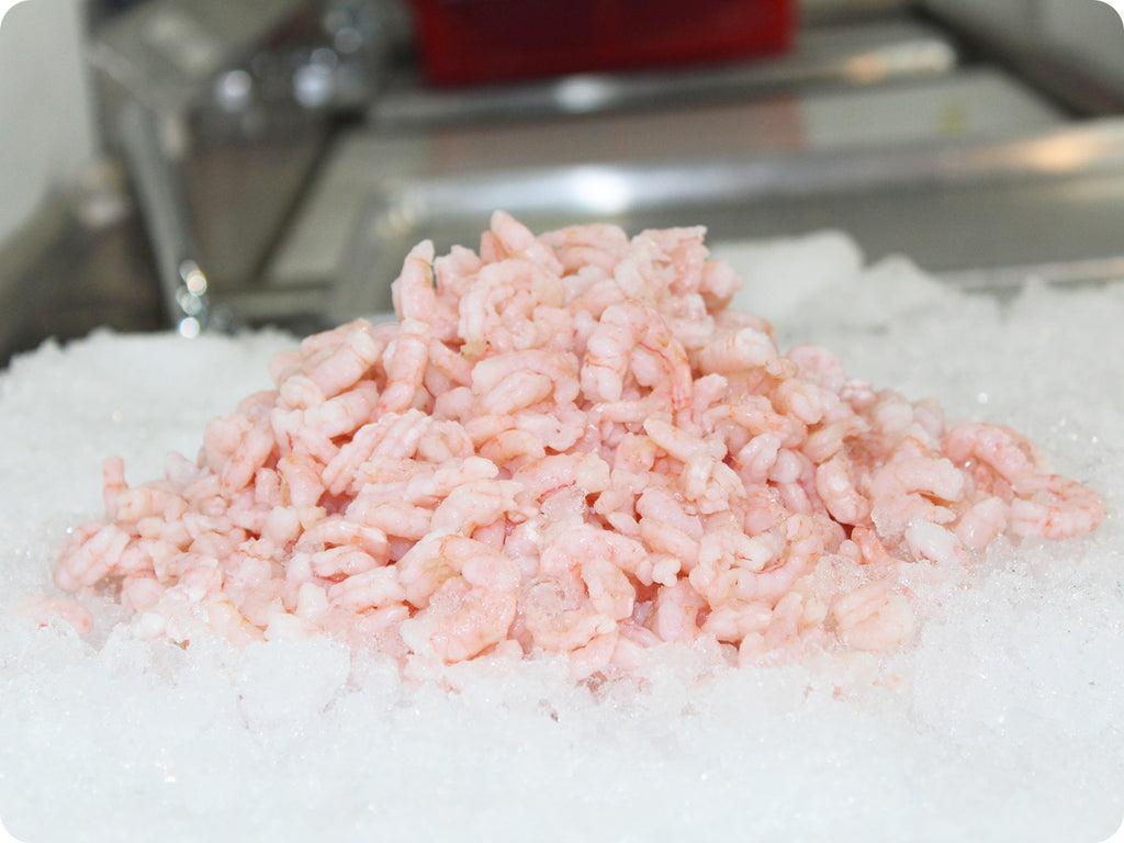 fresh oregon pink shrimp on ice