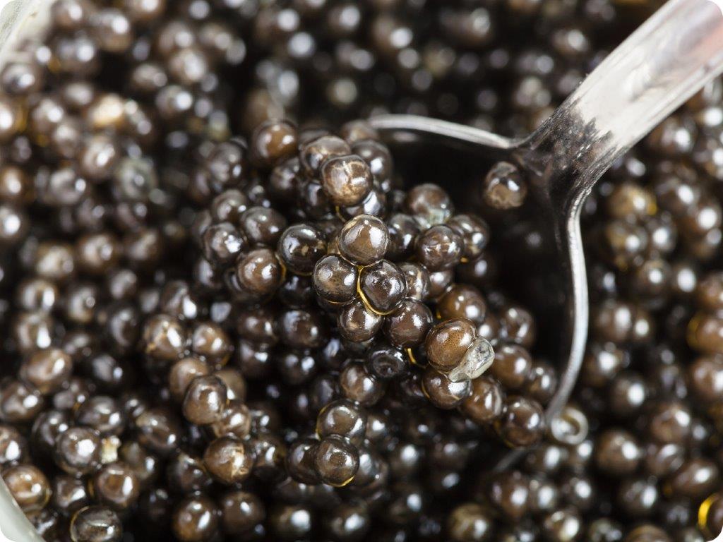 osetra caviar close-up