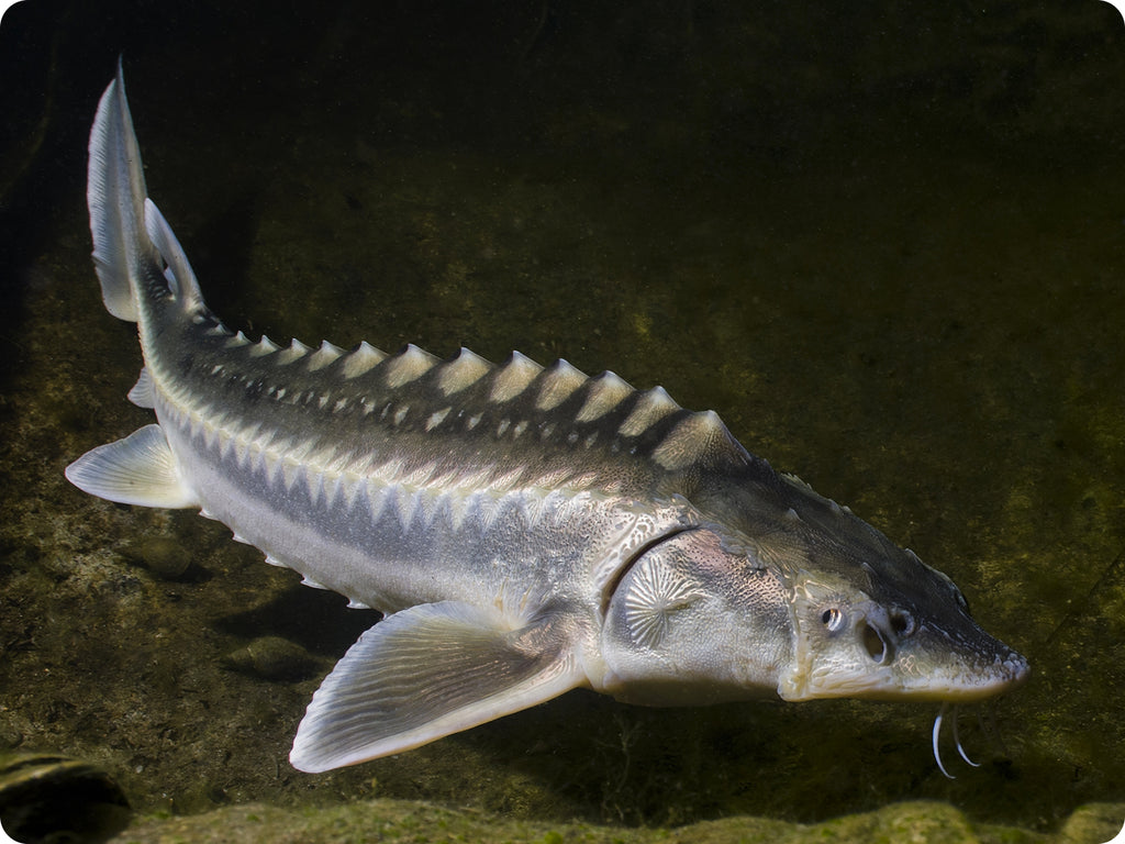 A sturgeon swimming near the sea floor.