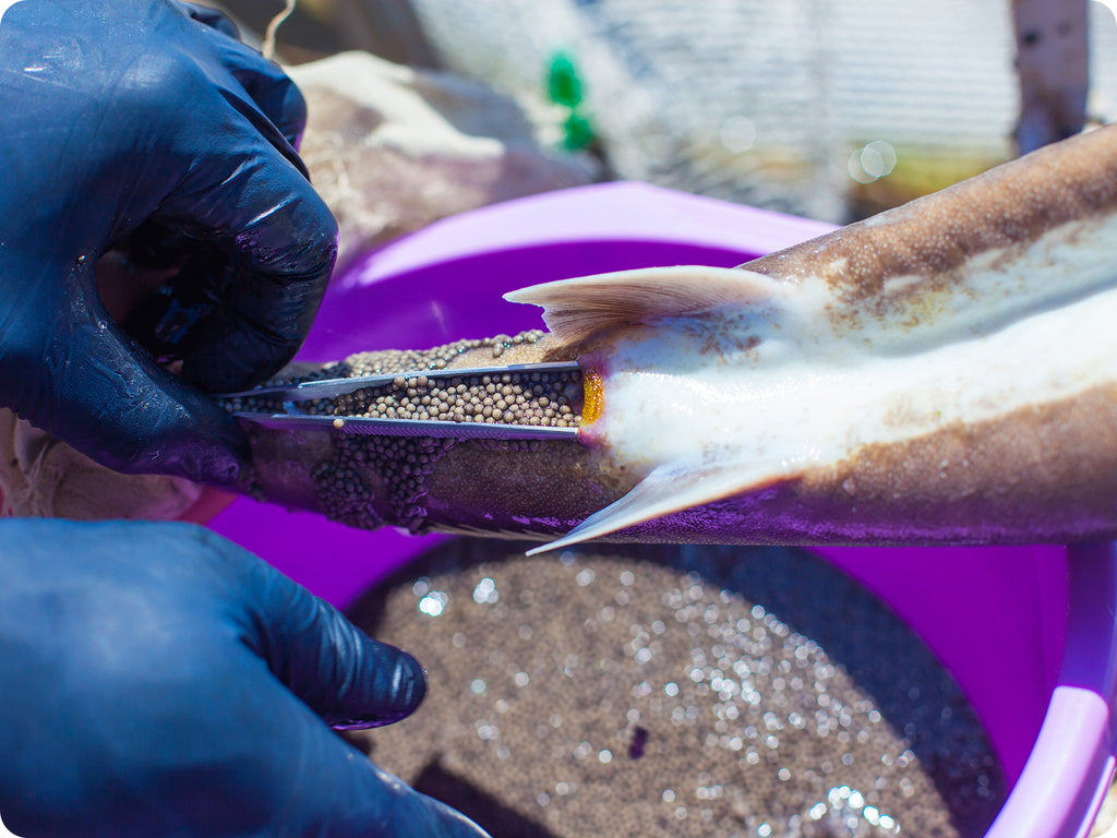 osetra caviar being removed from sturgeon