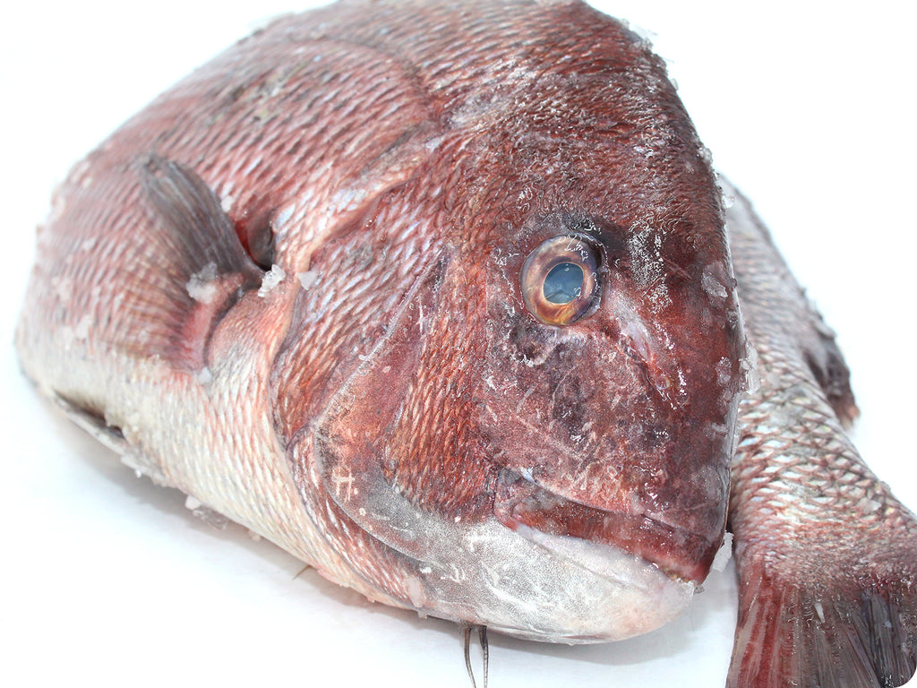 fresh red snapper whole close-up
