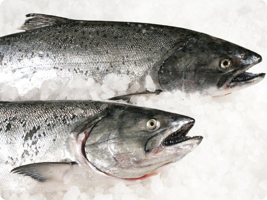whole fresh king salmon